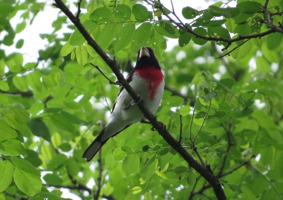 Rose-breasted Grosbeak - ML240099371