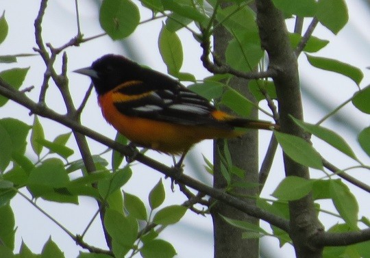 Baltimore Oriole - ML240100411