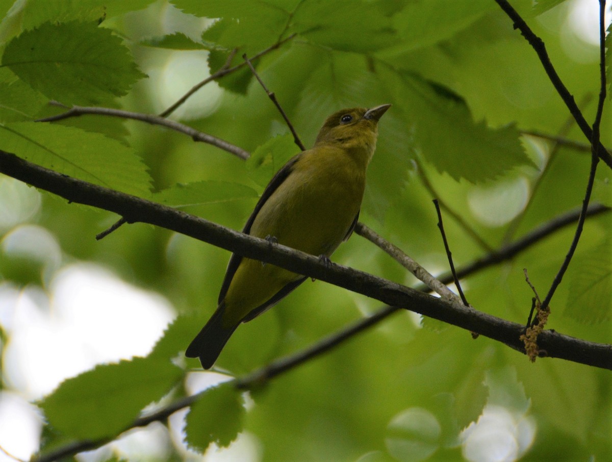 Scarlet Tanager - ML240100731