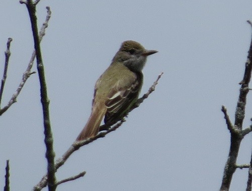 Great Crested Flycatcher - ML240100921