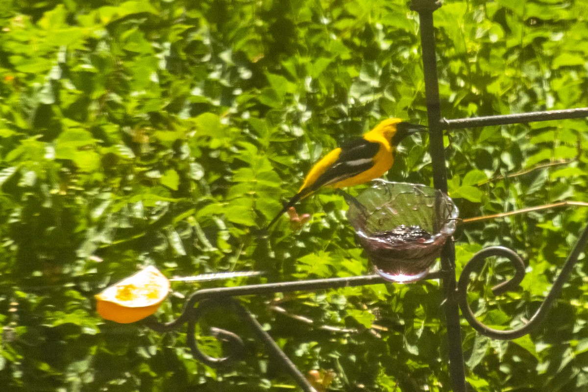 Hooded Oriole - Phillip and Patsy Hicks