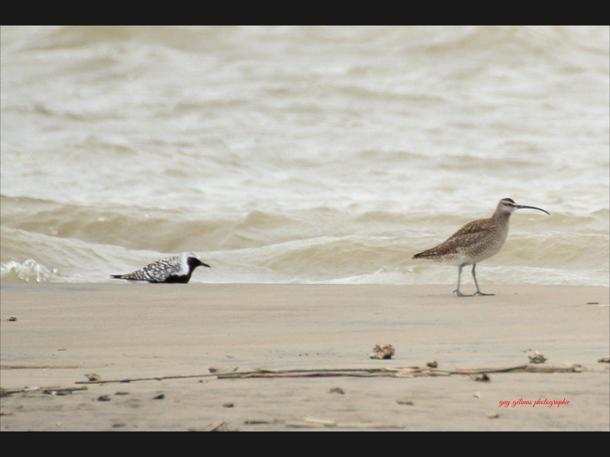 Hudsonian Whimbrel - ML240100961