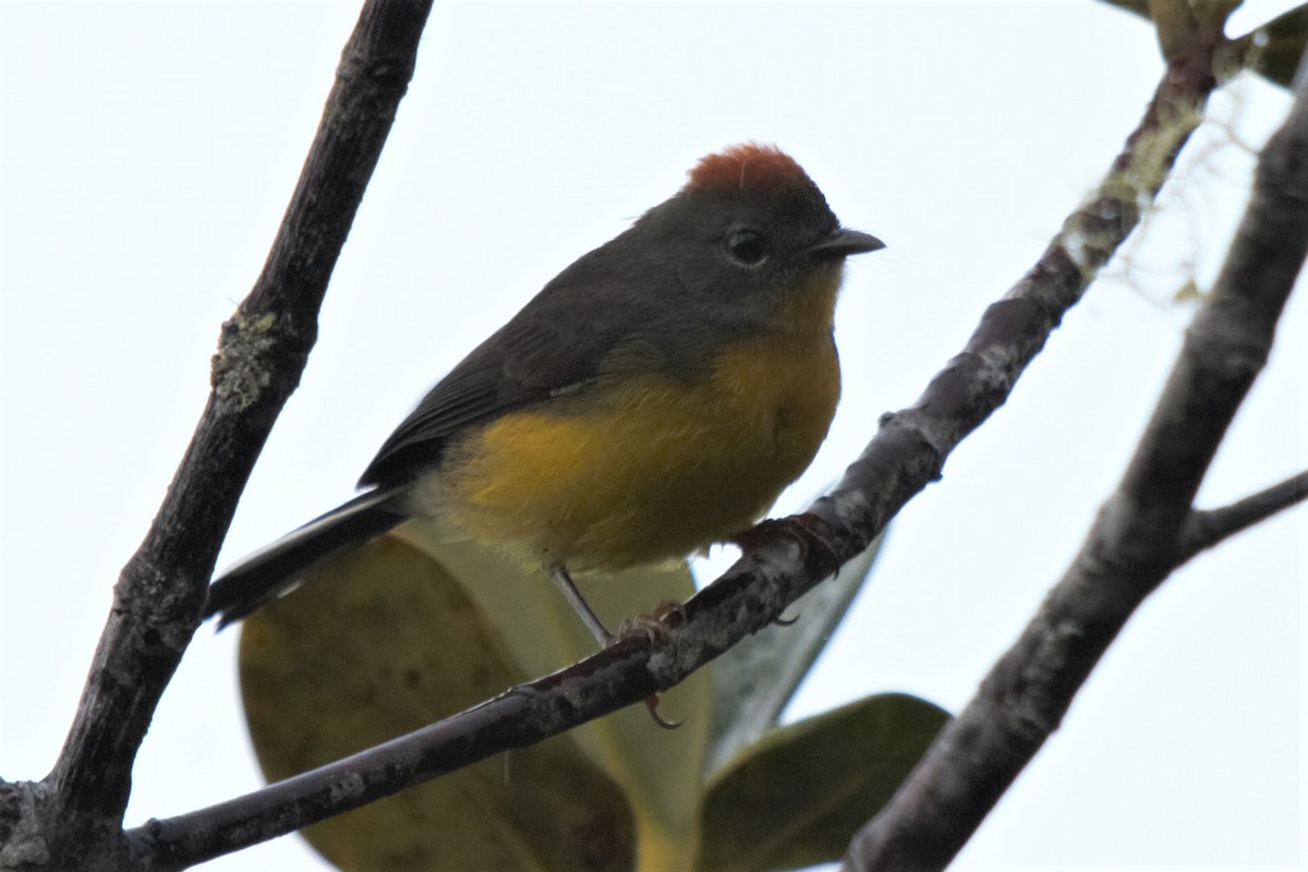 Tepui Redstart - ML240101051