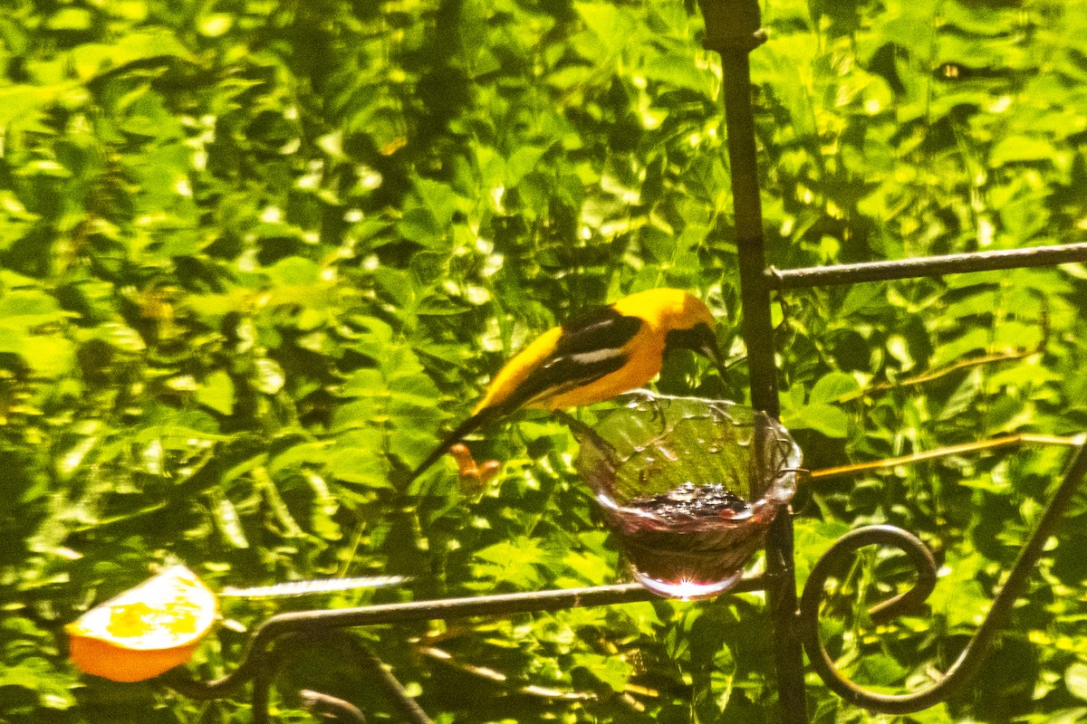Hooded Oriole - Phillip and Patsy Hicks