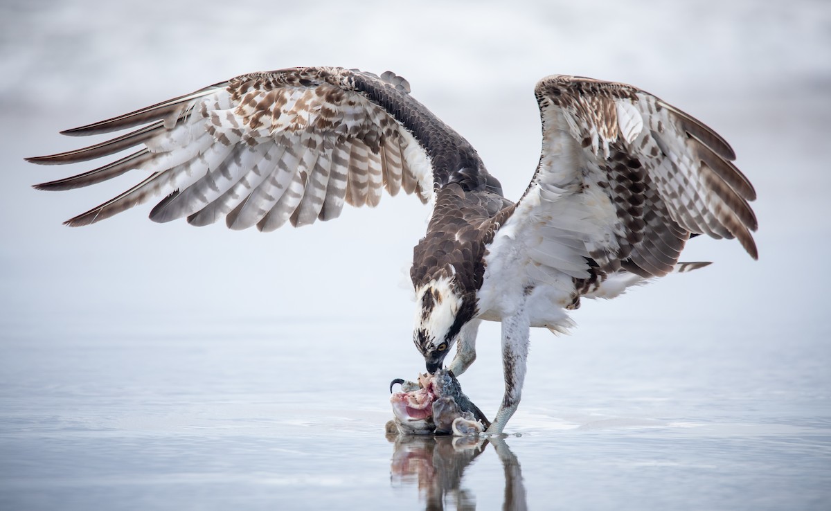 Osprey - ML240103561
