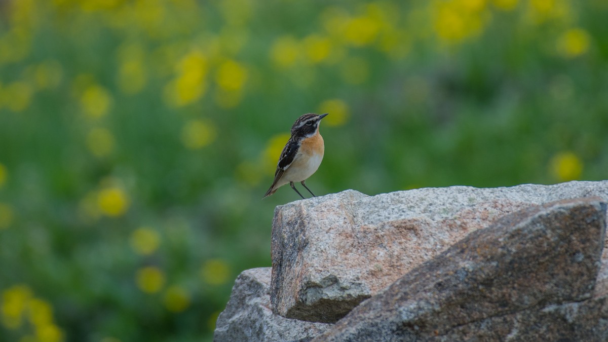 Whinchat - ML240103571