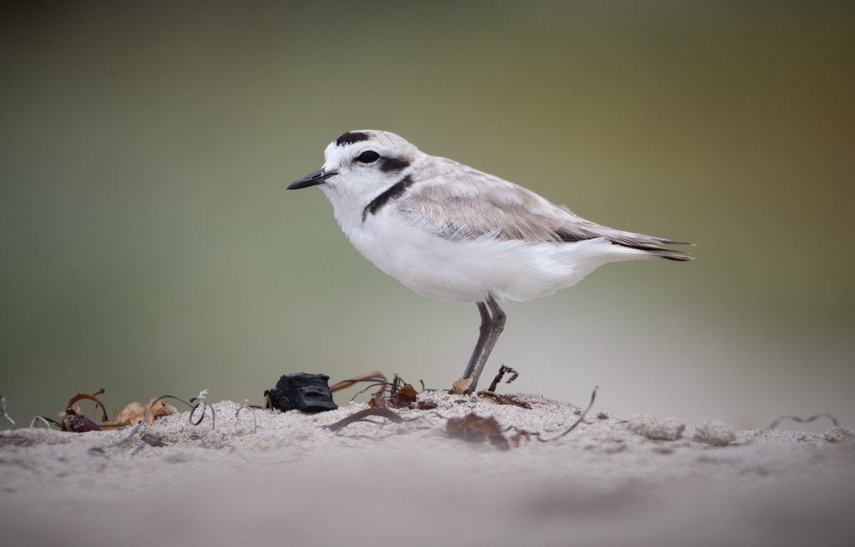 Snowy Plover - ML240103631