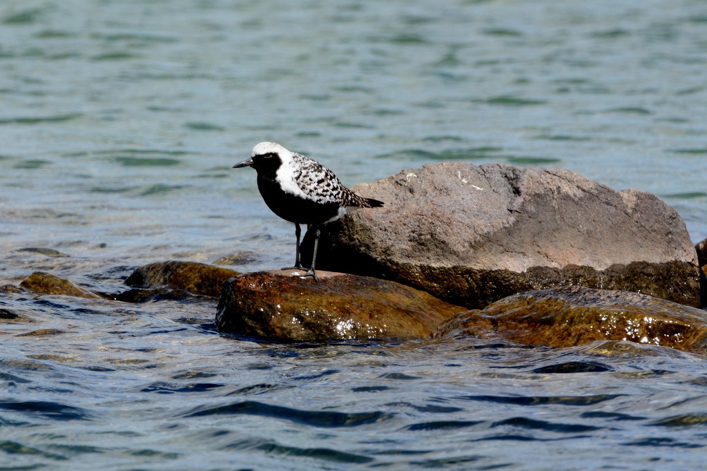 Black-bellied Plover - Doug Daniels