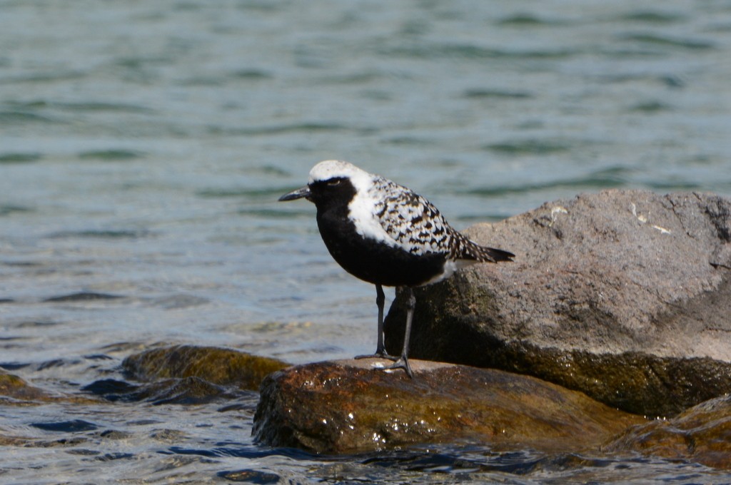 Black-bellied Plover - ML240105761