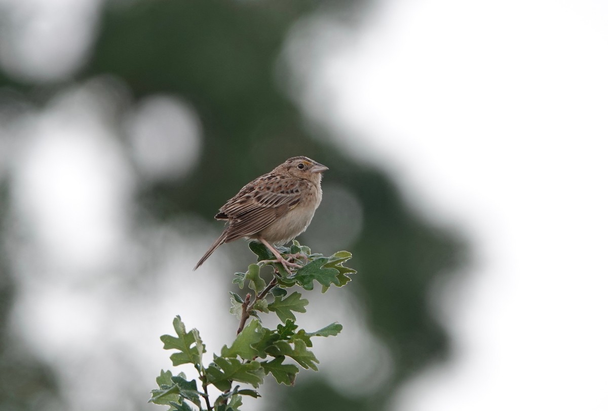 Grasshopper Sparrow - ML240106151