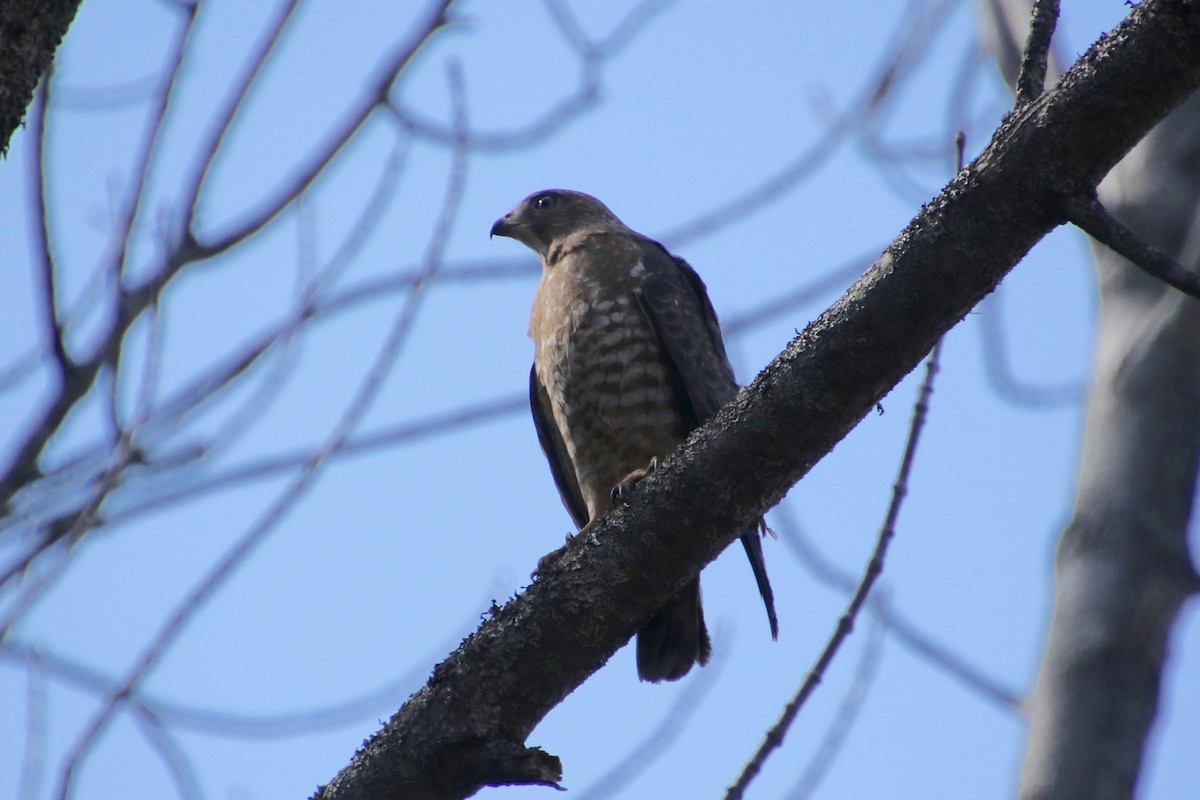 Broad-winged Hawk - E R