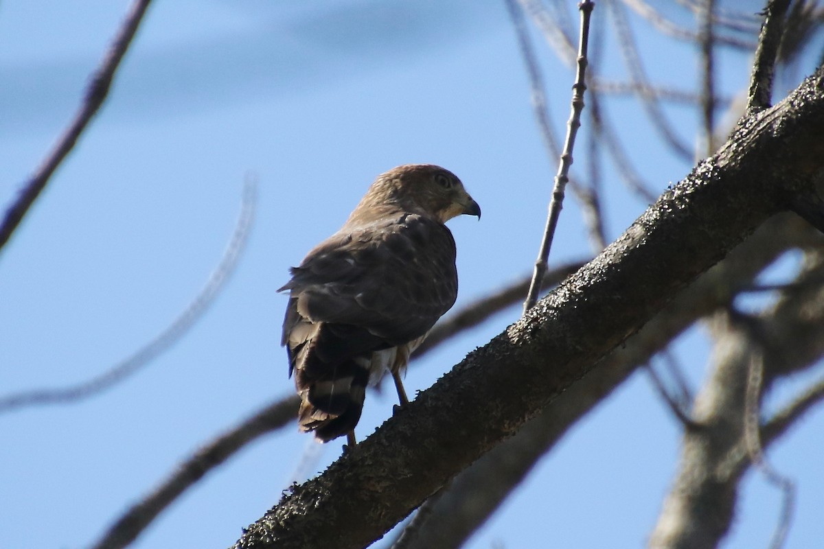 Broad-winged Hawk - ML240106841