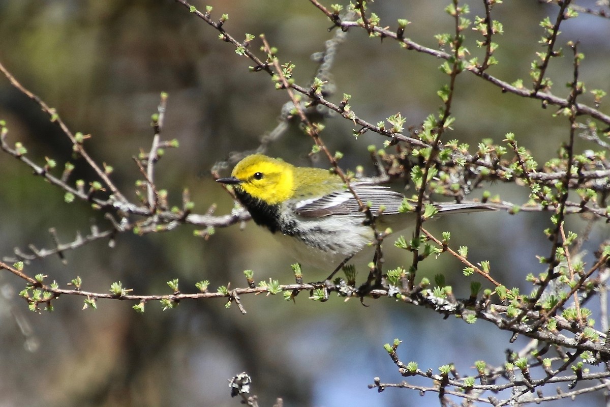 Black-throated Green Warbler - E R