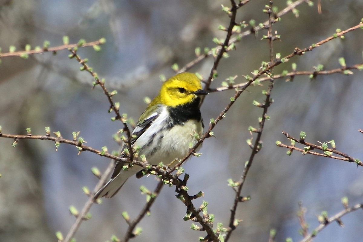 Black-throated Green Warbler - ML240107131