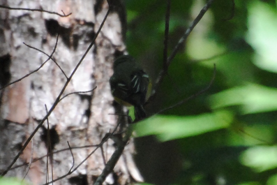 フタスジモズモドキ - ML240108121