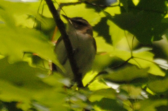 アカメモズモドキ - ML240108221