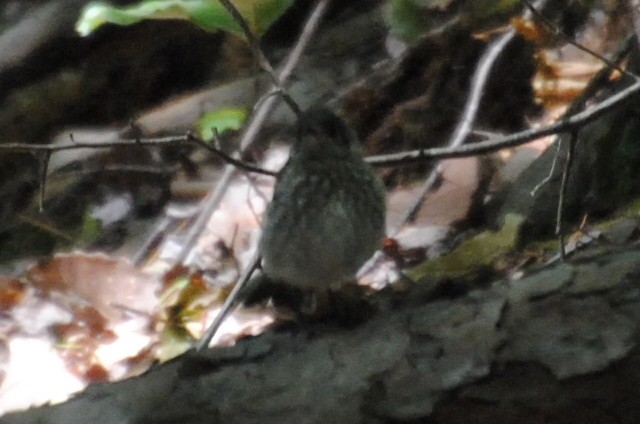 ルリツグミ - ML240108581