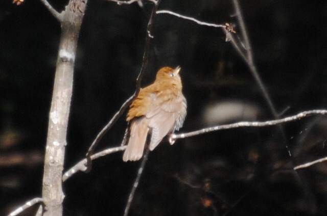 ビリーチャツグミ - ML240109011