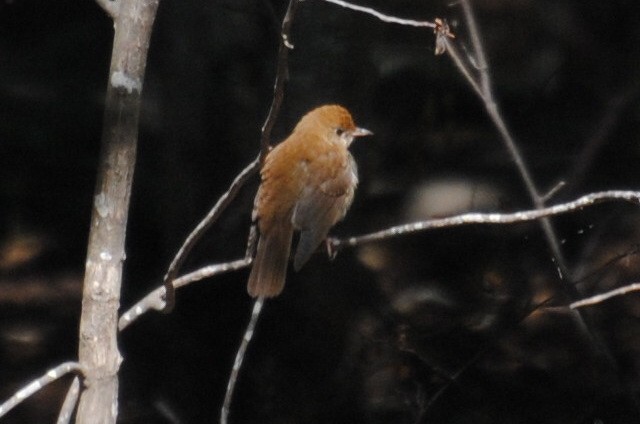 ビリーチャツグミ - ML240109021