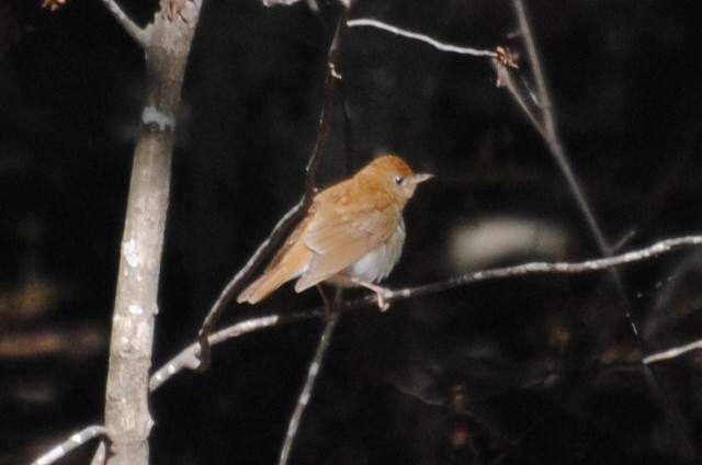 ビリーチャツグミ - ML240109031