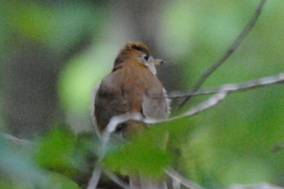 ビリーチャツグミ - ML240109041