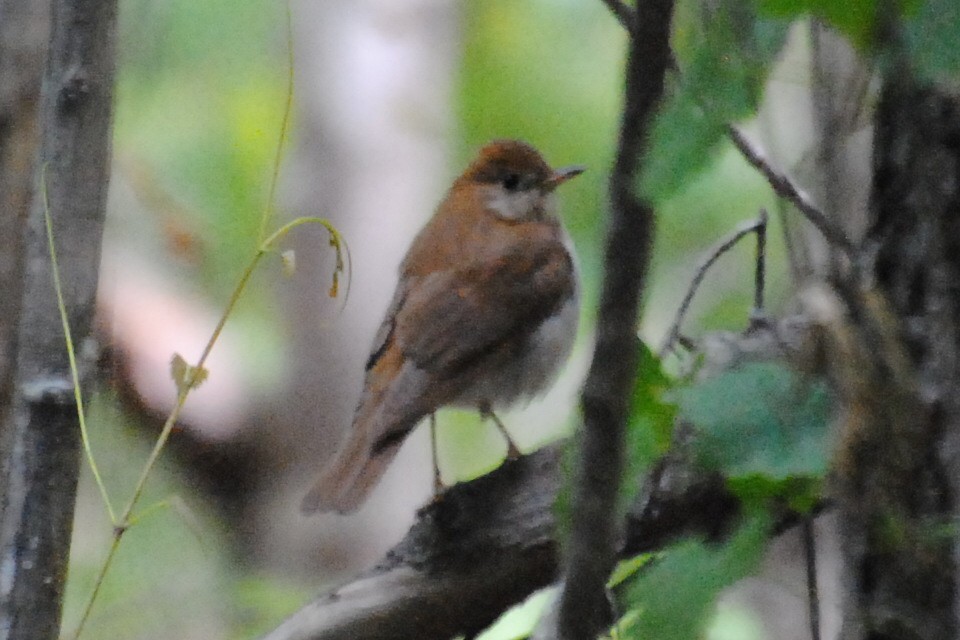 ビリーチャツグミ - ML240109051