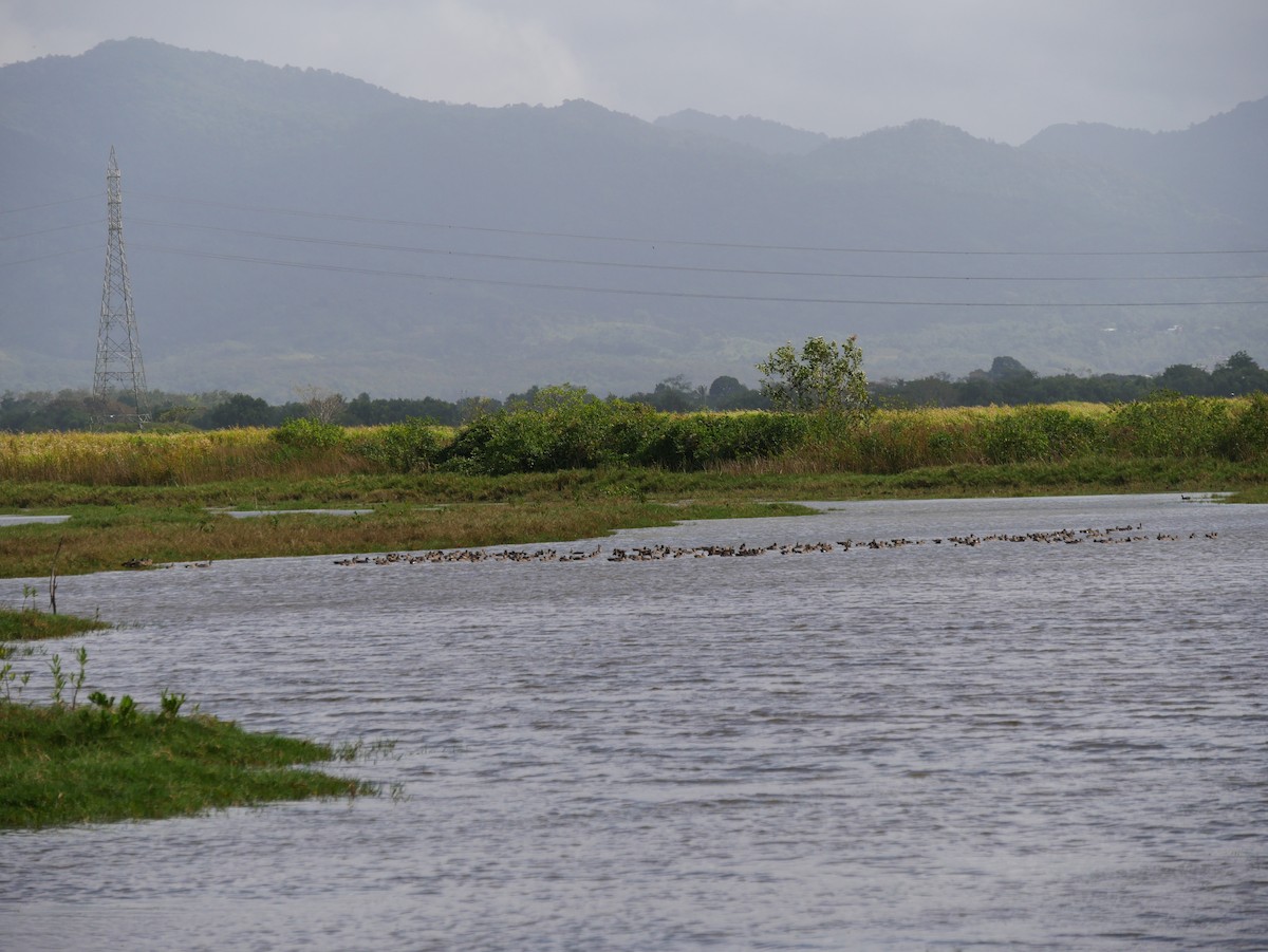 Blue-winged Teal - ML240109061