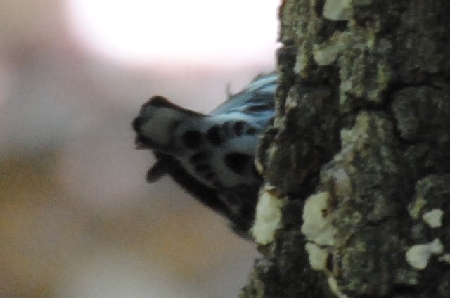 シロクロアメリカムシクイ - ML240109281