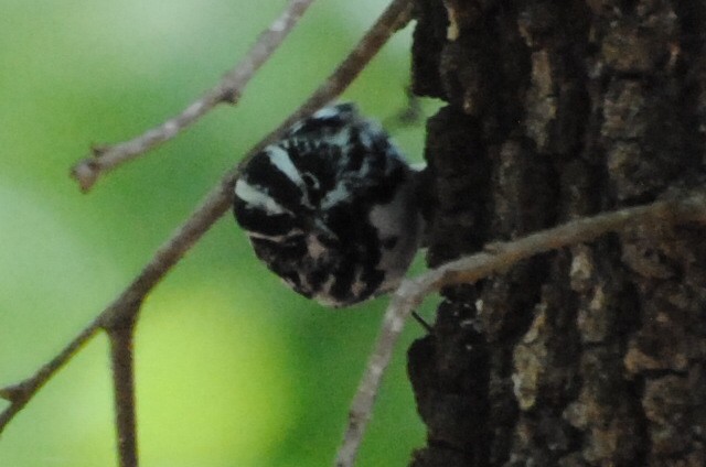 シロクロアメリカムシクイ - ML240109291