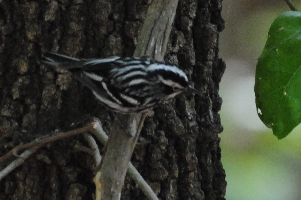 シロクロアメリカムシクイ - ML240109301