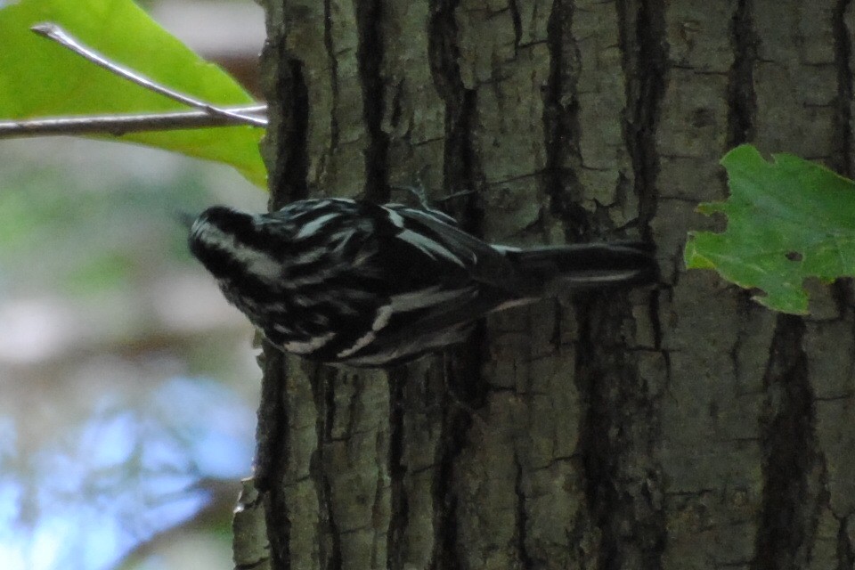 シロクロアメリカムシクイ - ML240109311