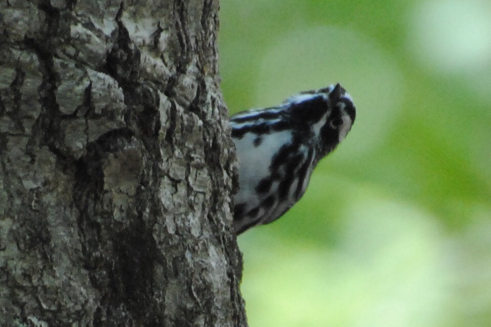 シロクロアメリカムシクイ - ML240109321