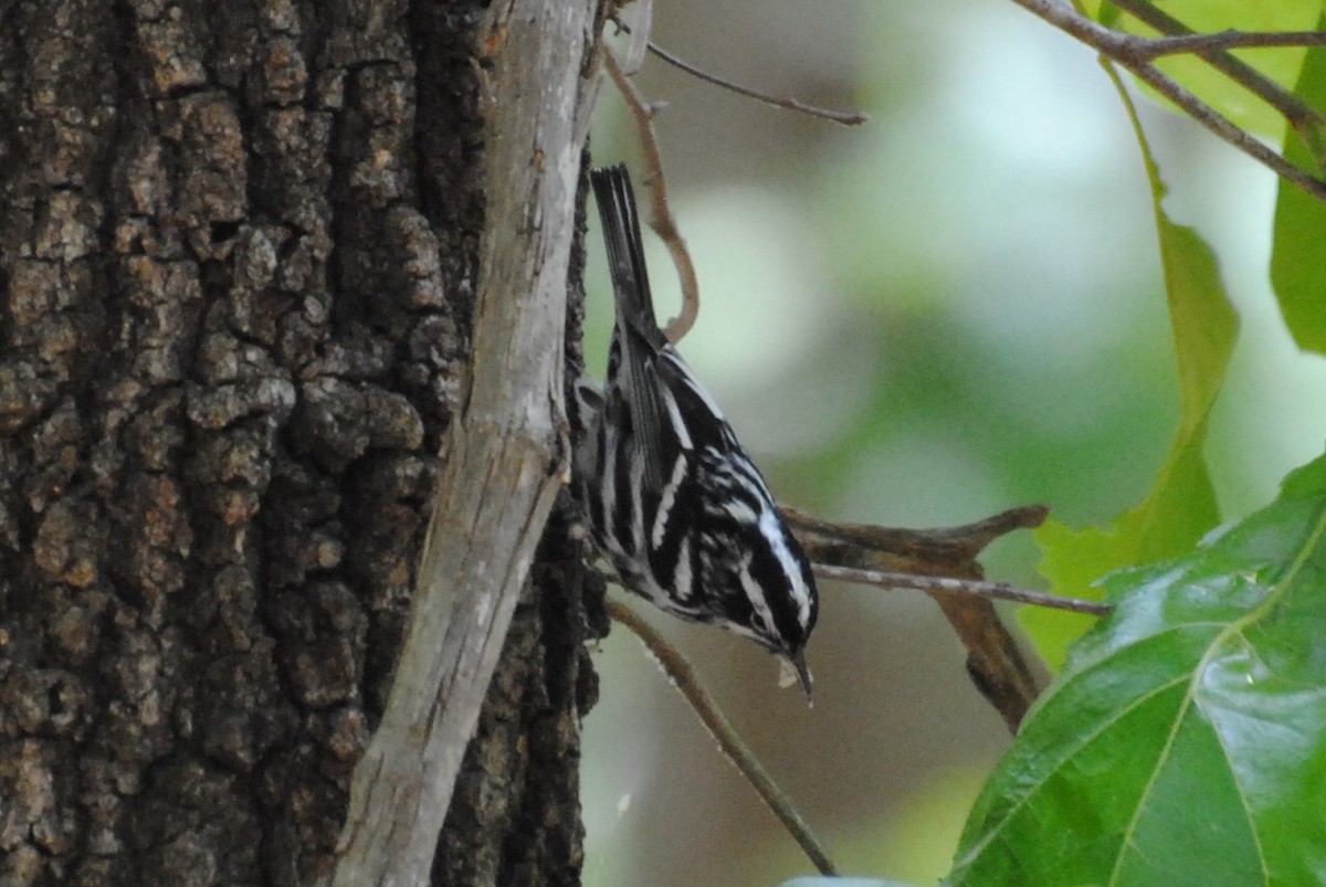 シロクロアメリカムシクイ - ML240109331