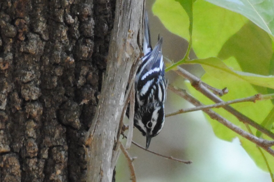 シロクロアメリカムシクイ - ML240109341