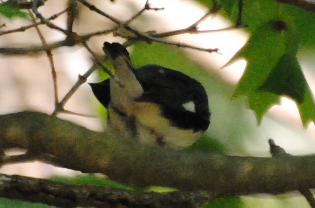 ノドグロルリアメリカムシクイ - ML240109581