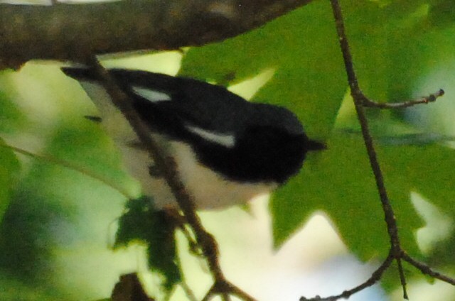 ノドグロルリアメリカムシクイ - ML240109591