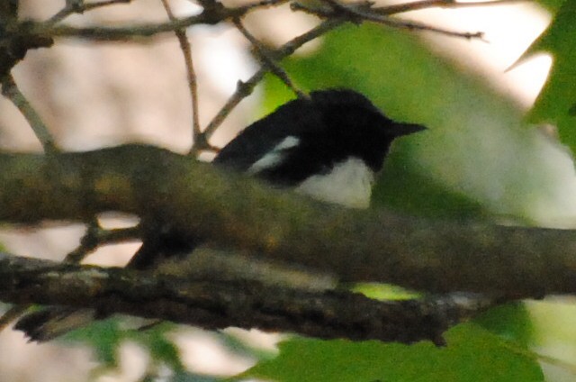 ノドグロルリアメリカムシクイ - ML240109601