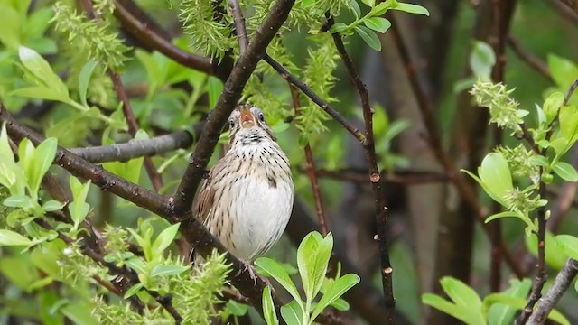 Lincoln's Sparrow - ML240109881