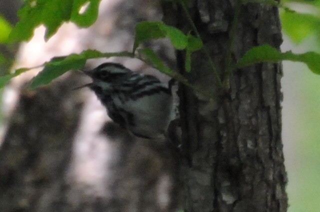 シロクロアメリカムシクイ - ML240109911