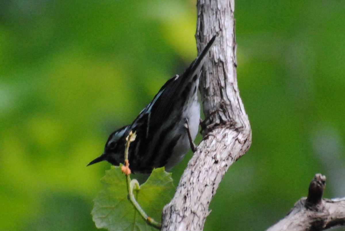 シロクロアメリカムシクイ - ML240109931