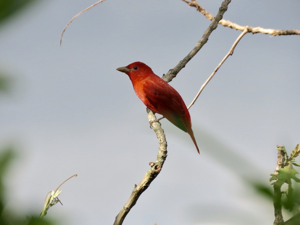 Summer Tanager - Cristian de Jesus Sierra Villalba