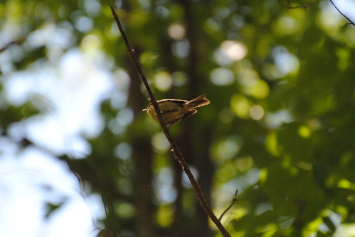 マツアメリカムシクイ - ML240110411