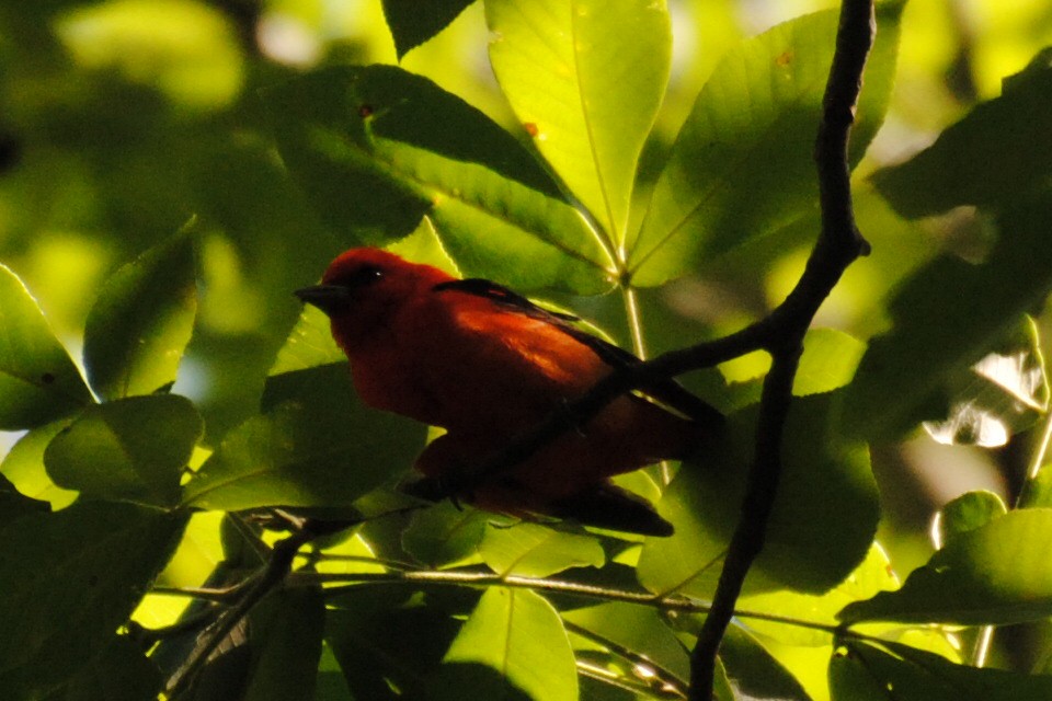 アカフウキンチョウ - ML240110591