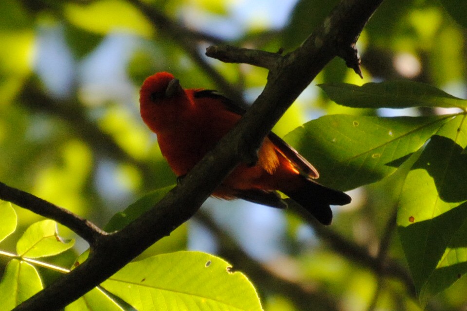 アカフウキンチョウ - ML240110601