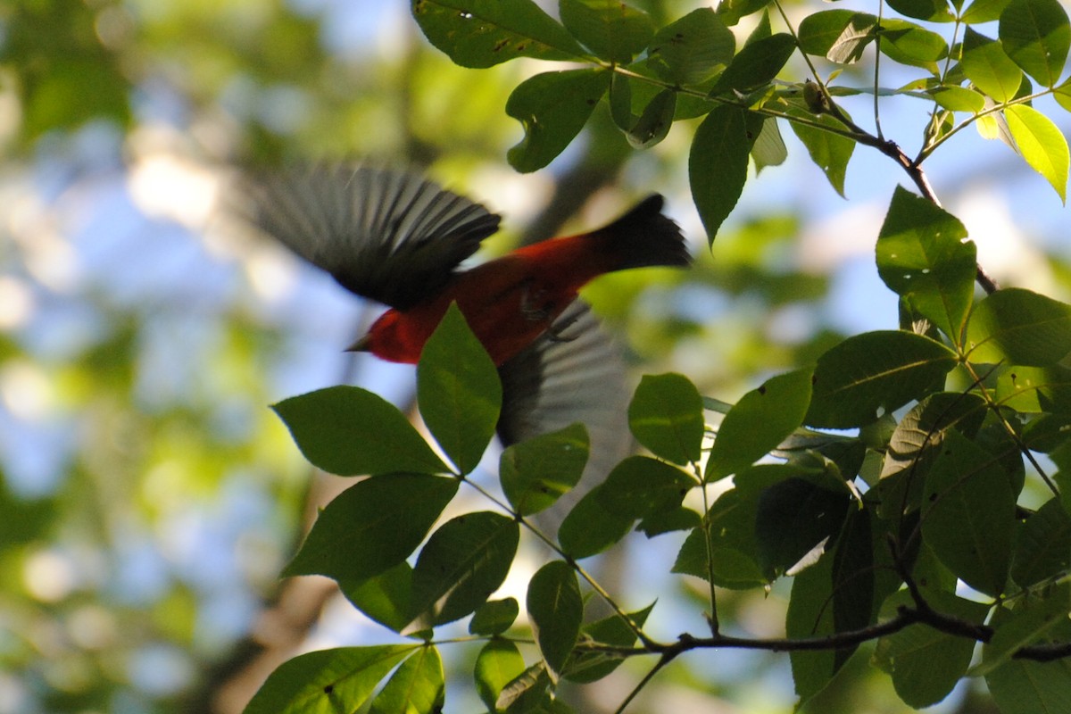 アカフウキンチョウ - ML240110611