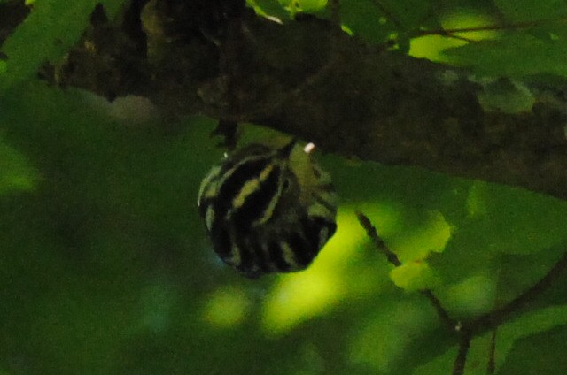 シロクロアメリカムシクイ - ML240110951