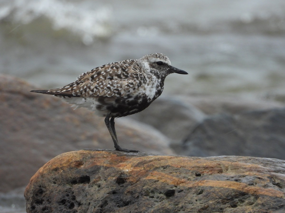 Black-bellied Plover - Germain Savard