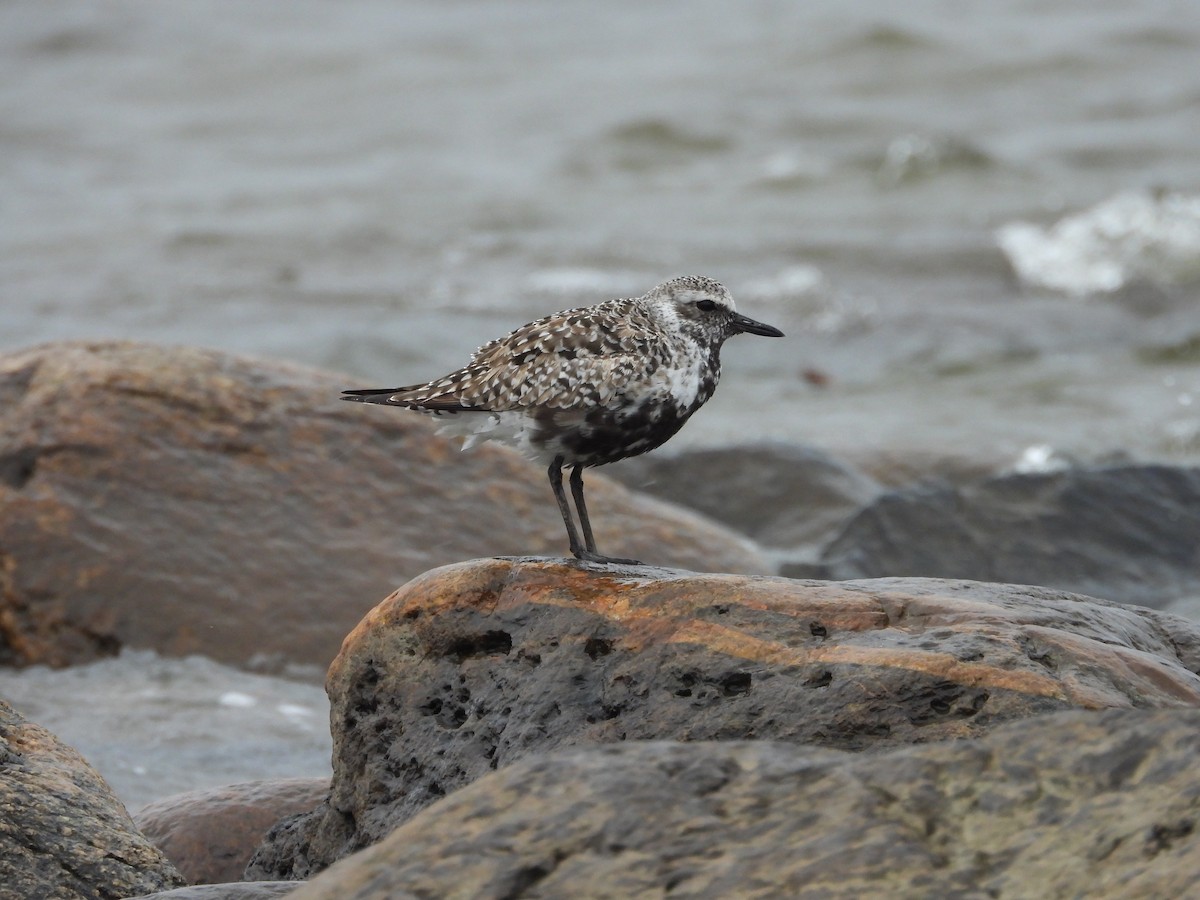 Black-bellied Plover - Germain Savard