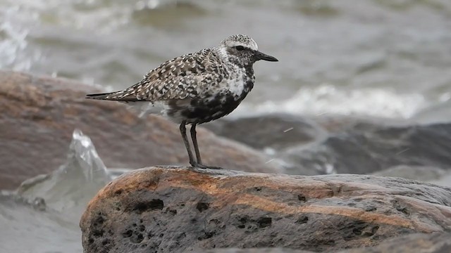 Black-bellied Plover - ML240111351