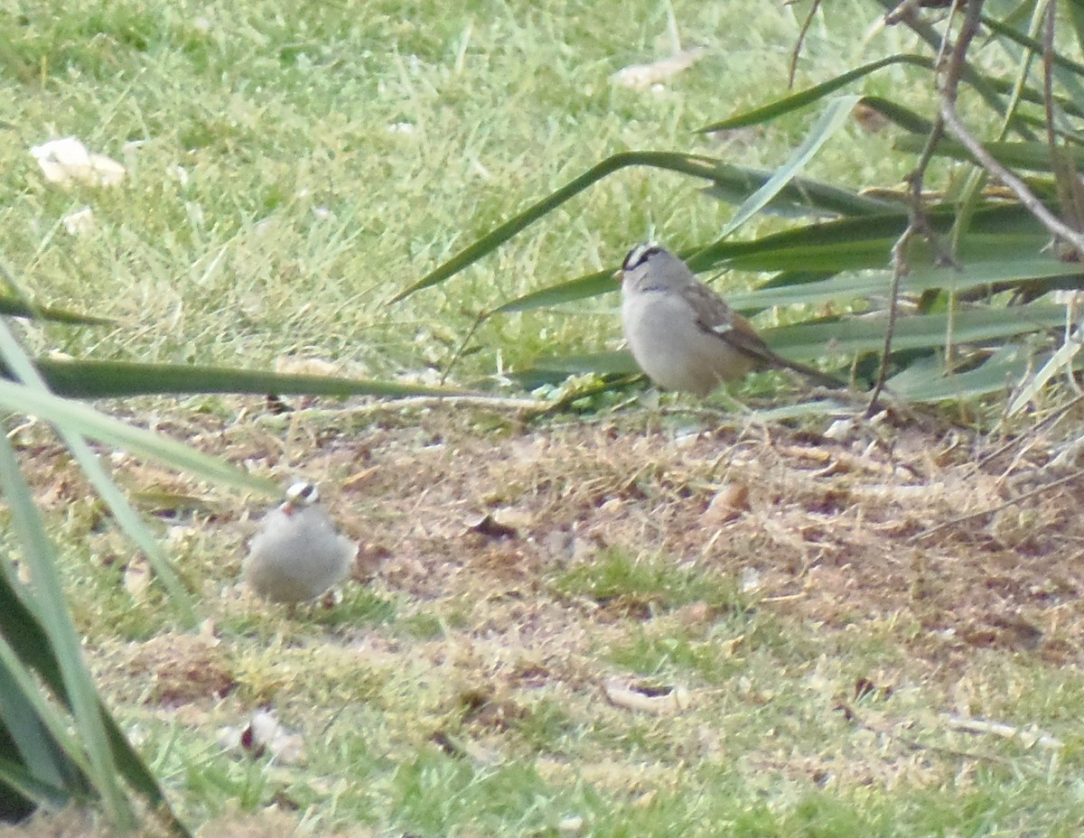 White-crowned Sparrow - ML24011241